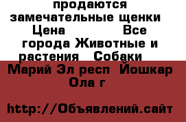 продаются замечательные щенки › Цена ­ 10 000 - Все города Животные и растения » Собаки   . Марий Эл респ.,Йошкар-Ола г.